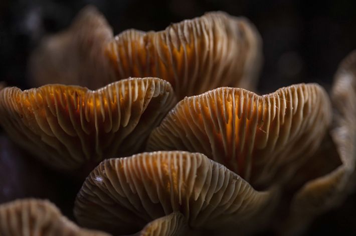A close up of brown fungi and the light sunlight hitting it making some parts look golden