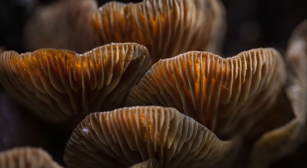 A close up of glowing brown fungi.