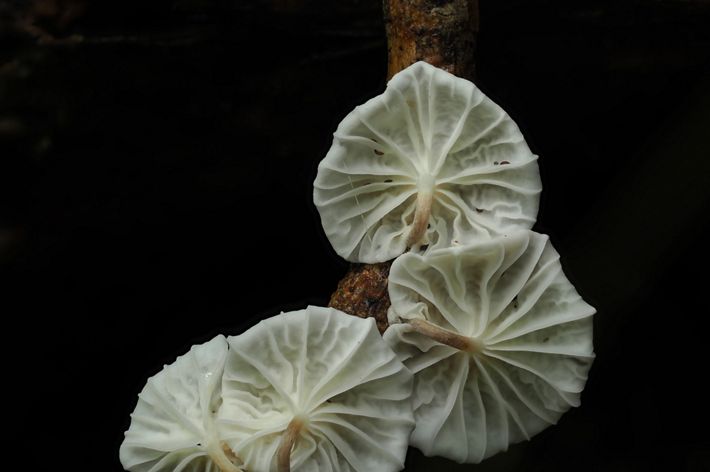 A close up of white Marasmius mushrooms showing its folds
