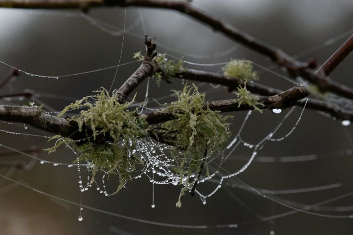 An intricate web of dew-drops hanging together of lichen on a branch almost like a chandelier