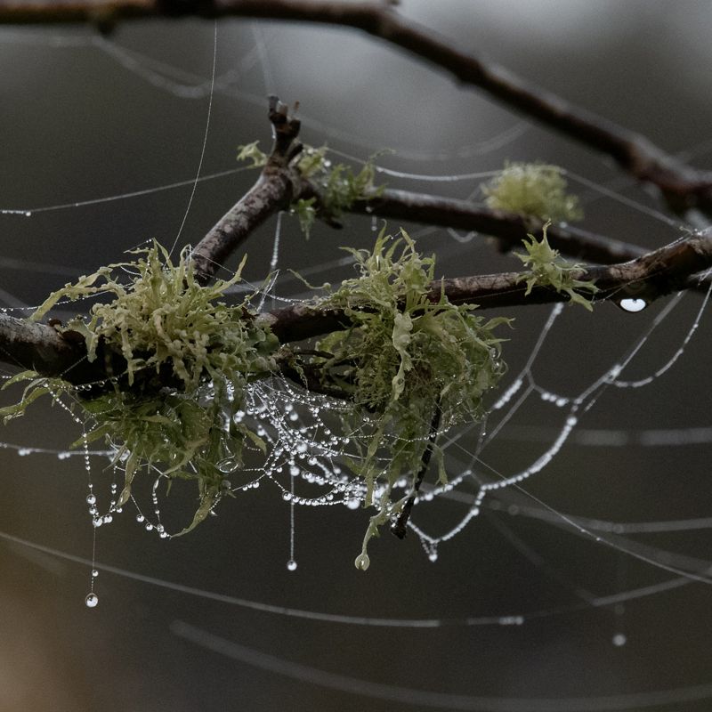 Dew drops creating strings across tree branches