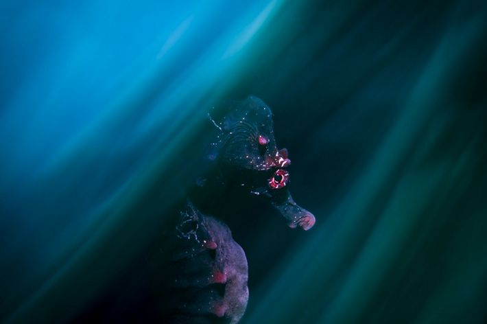 A side portrait of Pot-bellied Seahorse in the dark water