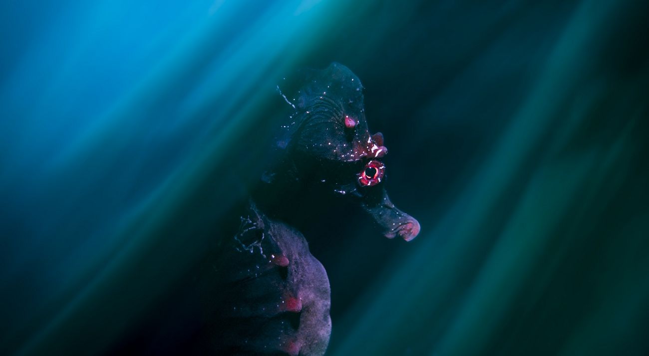 A close up side portrait of a seahorse against a dark water background