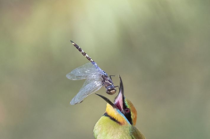 A Bee-Eater throwing up a dragon fly in the air an opening its beak preparing to swallow it