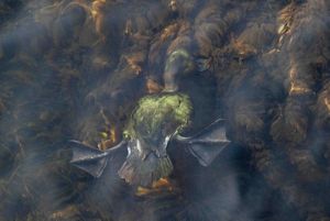 This mallard was hunting for food on the Avon River in Christchurch. The water was shallow and it was searching under a bridge.