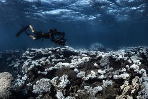 A scuba diver swimming over a coral reef that has turned white.