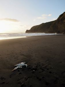 A dead bird on a sandy beach.