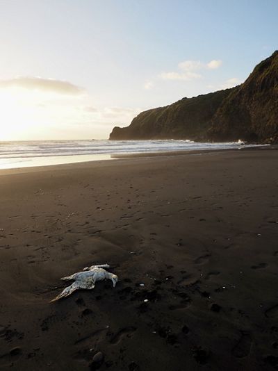 A dead bird on a sandy beach.