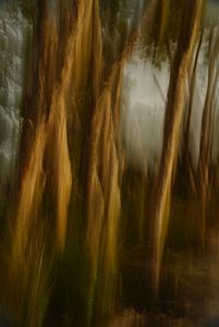 A close up of forest trees that looks like a watercolour painting.