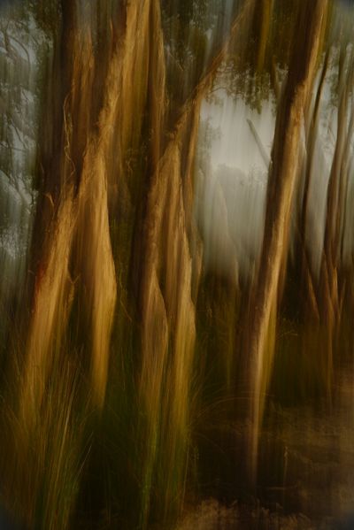 A close up of forest trees that looks like a watercolour painting.