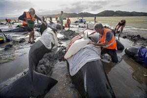 Whales stranded on a beach and humans working to save them.