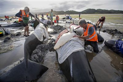Whales stranded on a beach and humans working to save them.