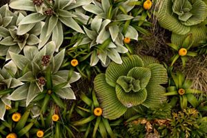An overhead close up shot of a variety of green plants.