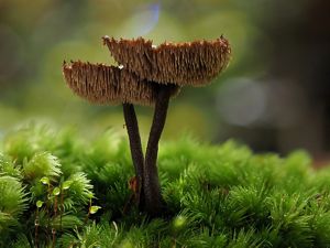 A close-up of the underside ridges of a fungi pair.