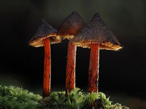 An image of fungi that are shaped like witches hats.