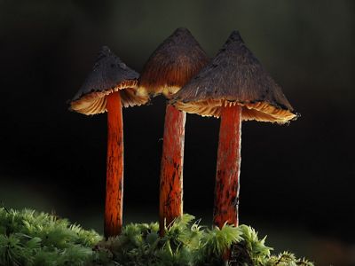 An image of fungi that are shaped like witches hats.