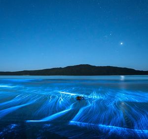 Bright blue bioluminescence in the water.