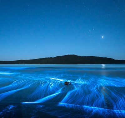 Bright blue bioluminescence in the water.