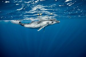 An underwater image of a baby Humpback whale.