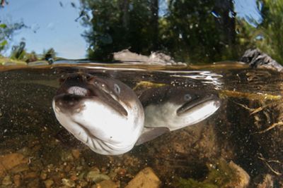 A close-up of the faces of eels underwater.