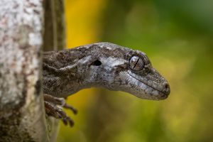 A small lizard peeping out of a pipe.