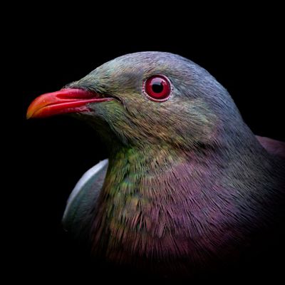 A close-up portrait of a bird with grey, green and pink neck feathers.