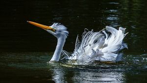 A large white bird bathing in a lake.