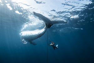 A man with boltcutters trying to cut a chain of a wild whale's tail.