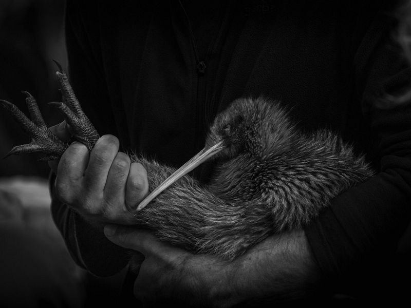 Oceania Photo Contest with $15,000 prizes