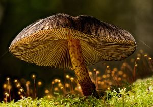 A close up of the underside of a mushroom with firefly-like lights around it.