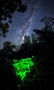 Glowing green mushrooms