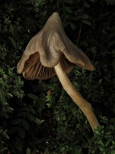 A brown mushroom shaped like a Witch's Hat