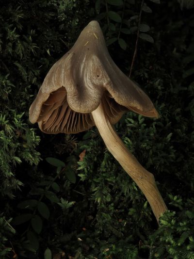 A brown mushroom shaped like a Witch's Hat