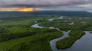 An aerial view of mangrove forests winding like veins across the land.