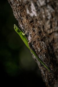 A small green lizard on a tree.