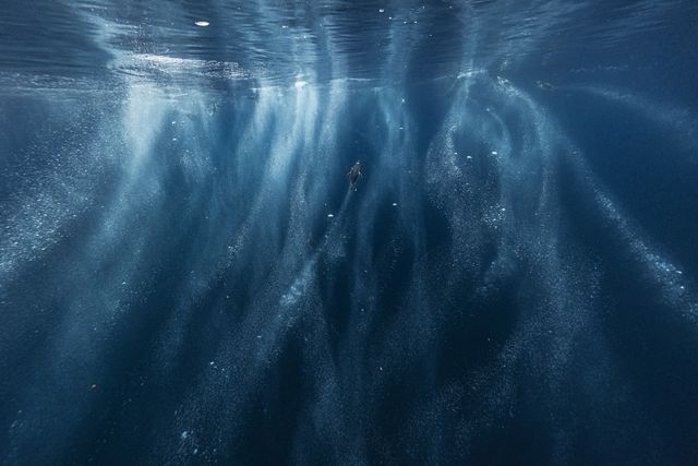 An underwater shot of a penguin moving to the surface.