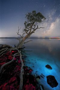 An image of a tree hanging over the water's edge showing different colours of luminescence.