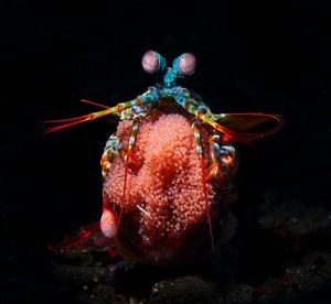 A blue shrimp sitting on a ball of tiny red eggs