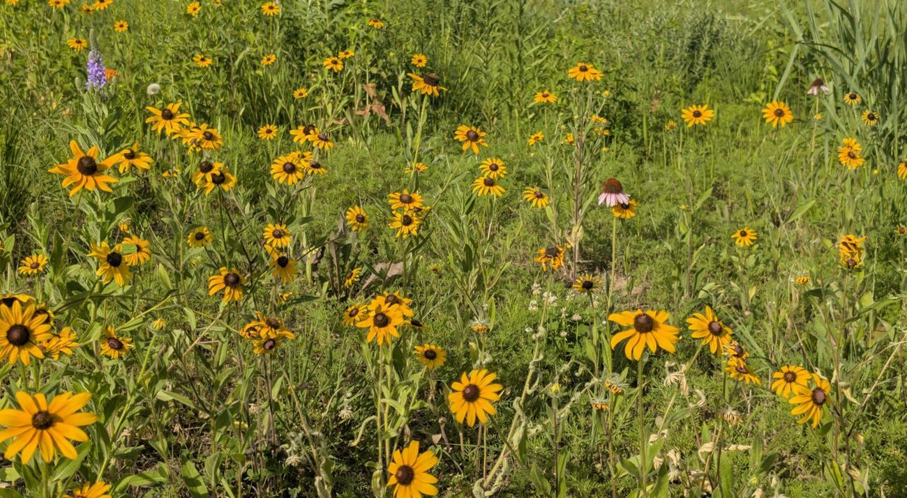 A field of yellow flowers