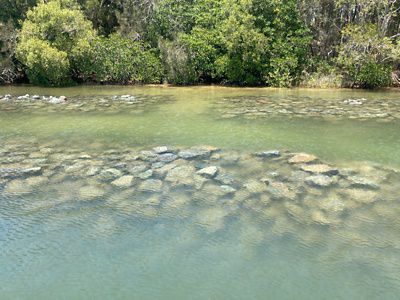 Oyster reef