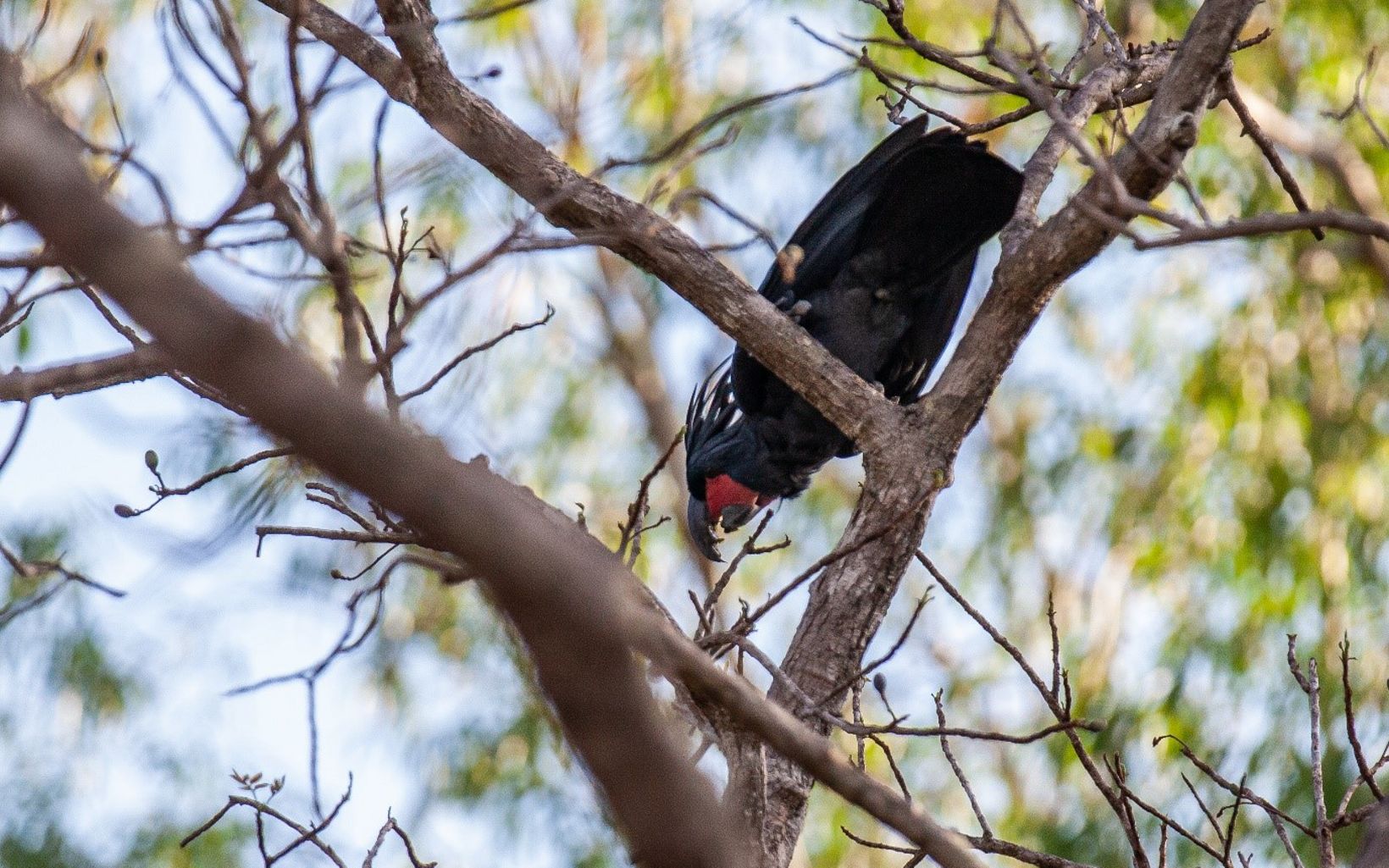 Palm Cockatoo hidden in branches  © Sally Gray/Australia Wildlife Conservancy