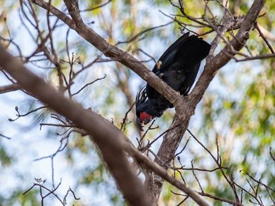 hidden in branches