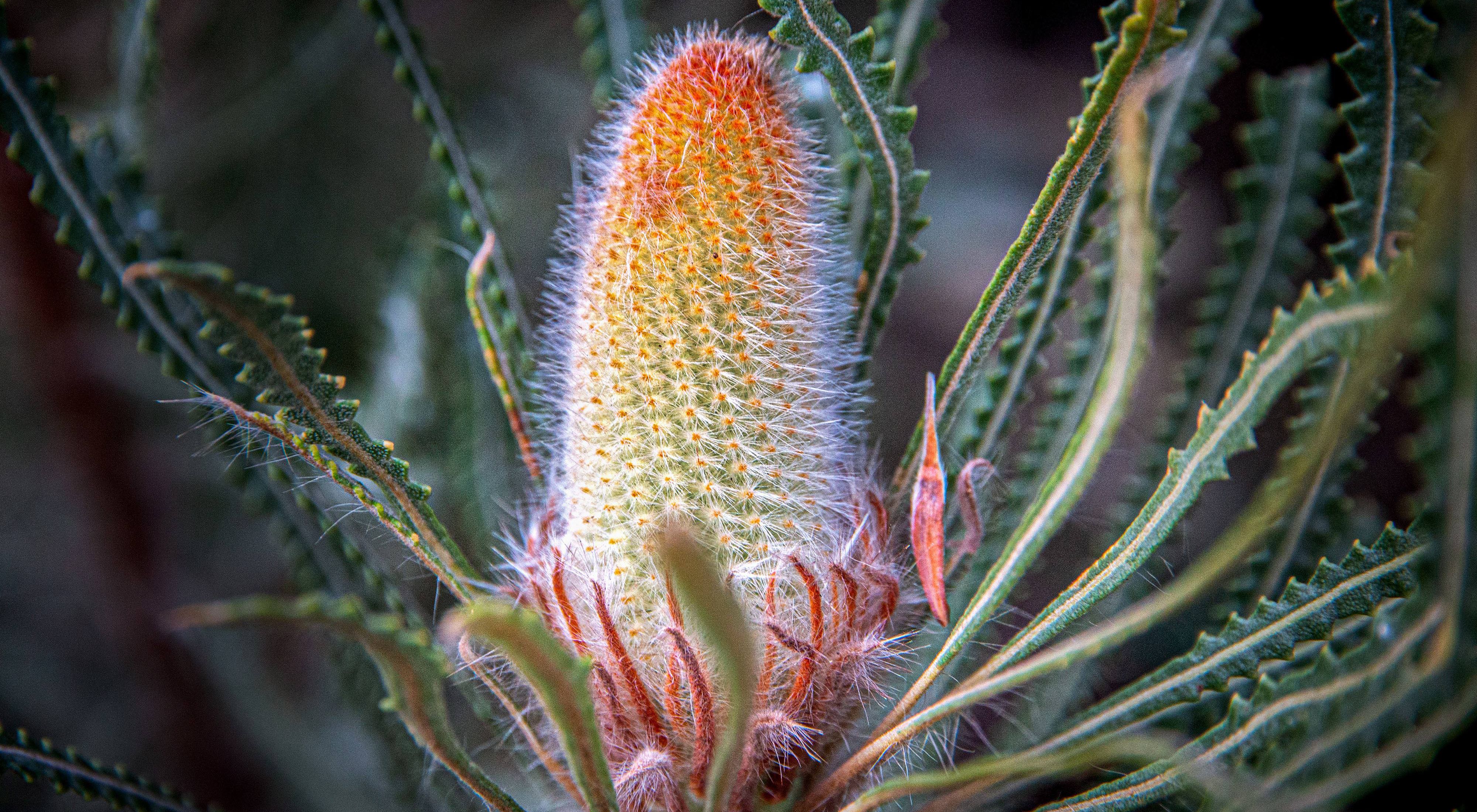 A new bloom on the side of a busy road. There are many varieties of Banksia native to Western Australia.