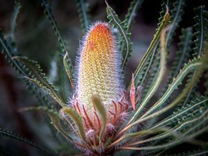 Banksia flower by Kay Cypher