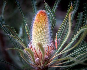 Banksia flower by Kay Cypher