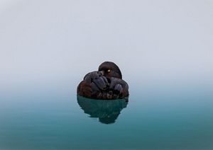 A dark bird floating on still lake water.
