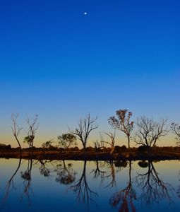 Trees reflected in the blue lagoon at sunset.
