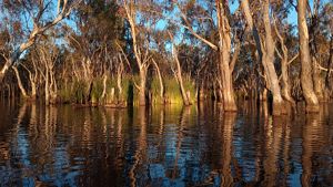 Looking across the lake at the opposite tree-filled river bank.