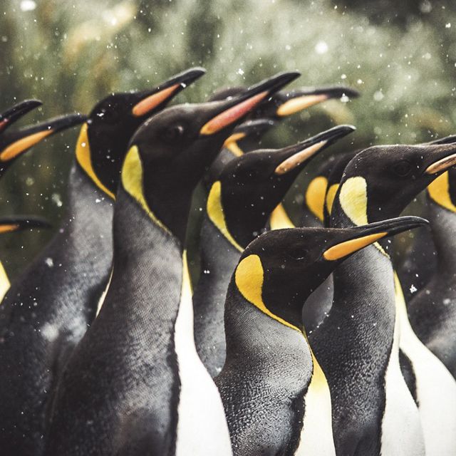 A group of king penguins with snow flakes