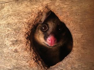 Brush-tail Possum